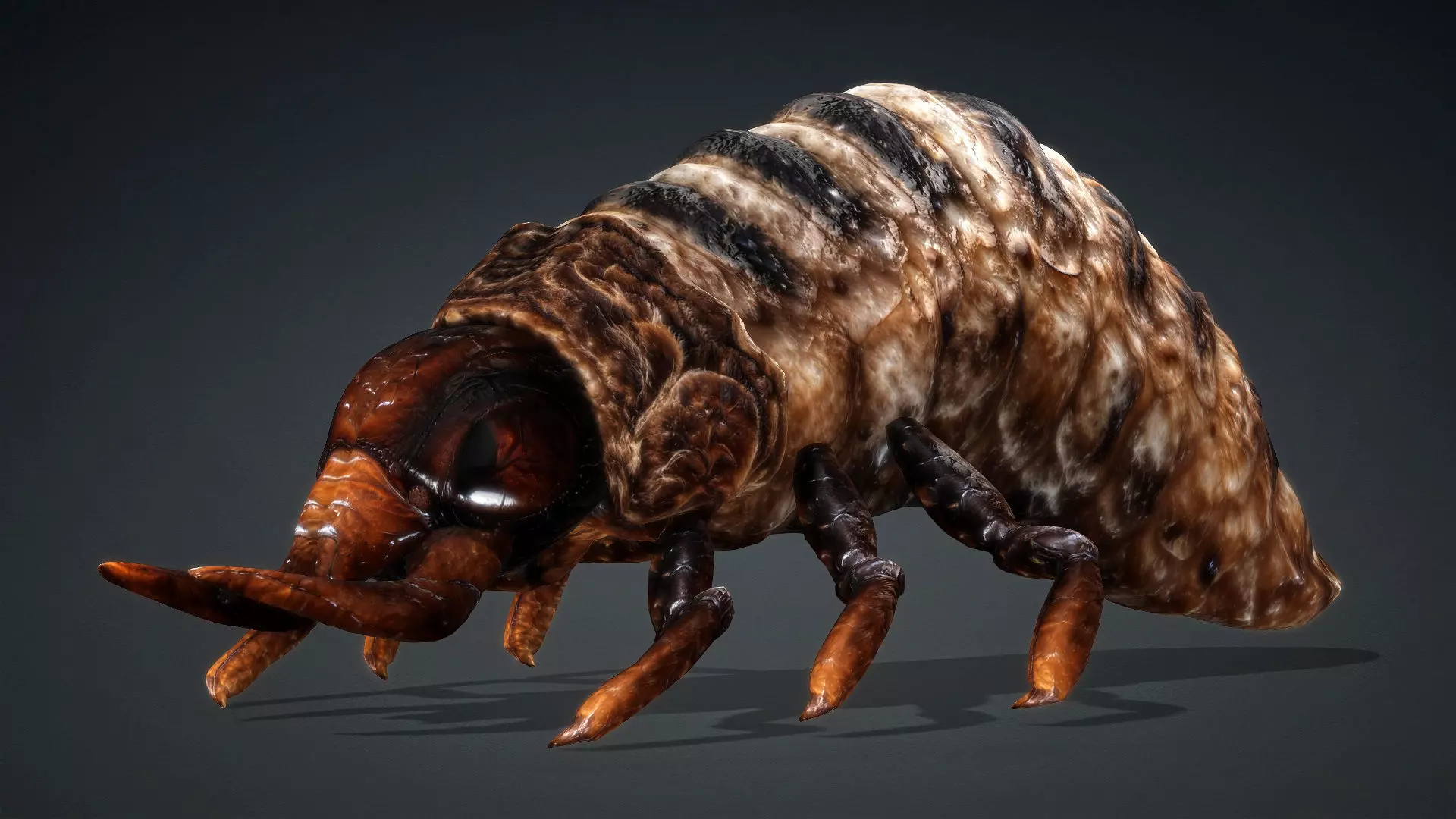 Larval-V1c 3D model_2