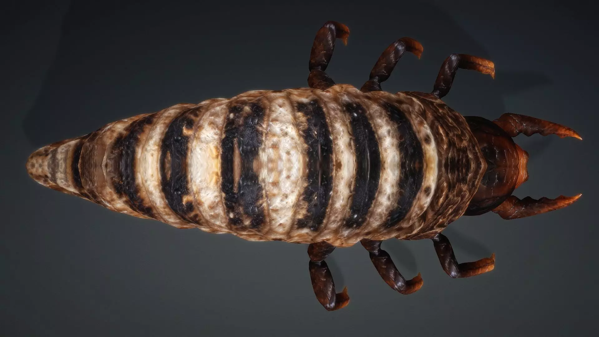 Larval-V1c 3D model_11