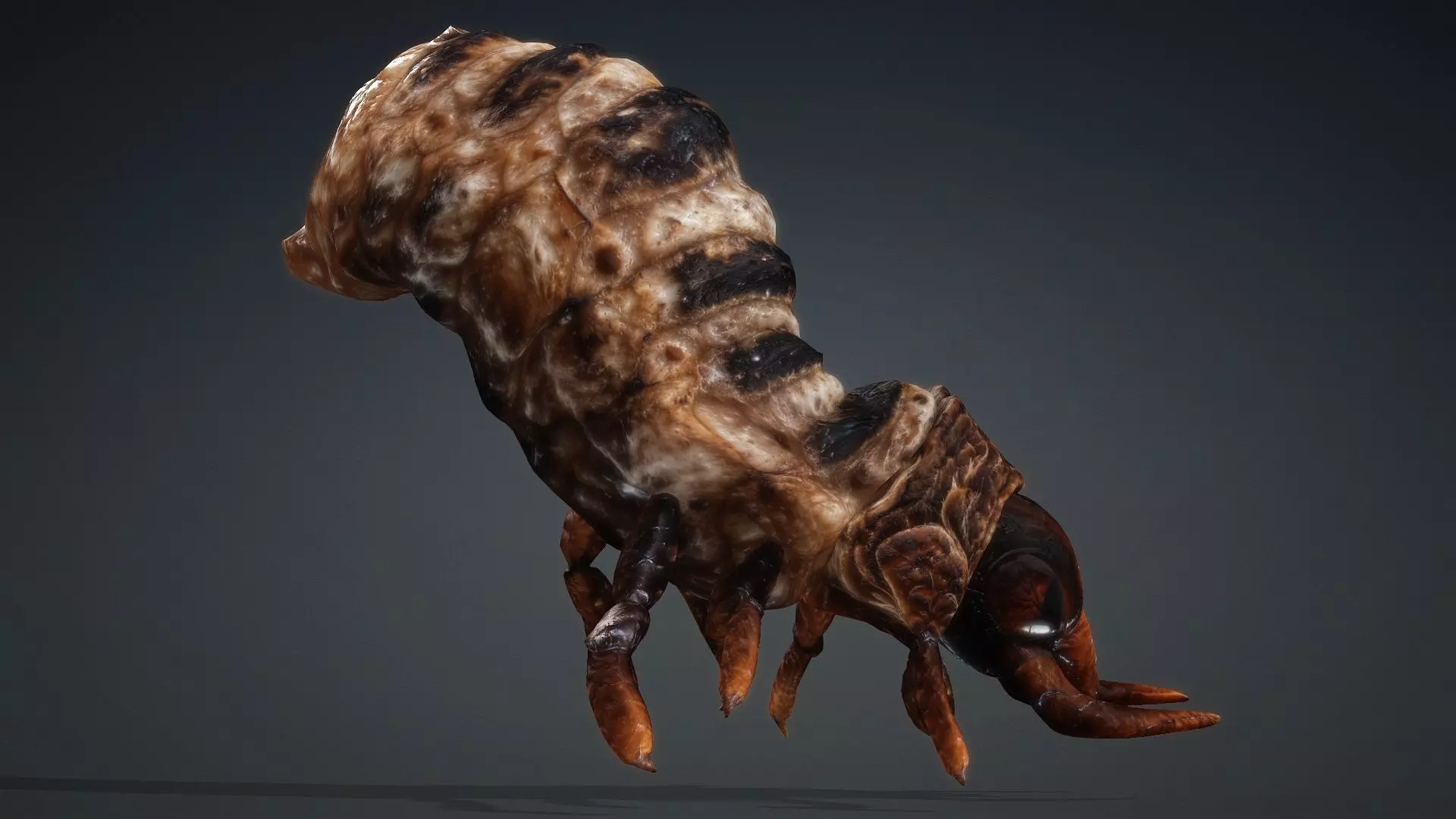 Larval-V1c 3D model_14