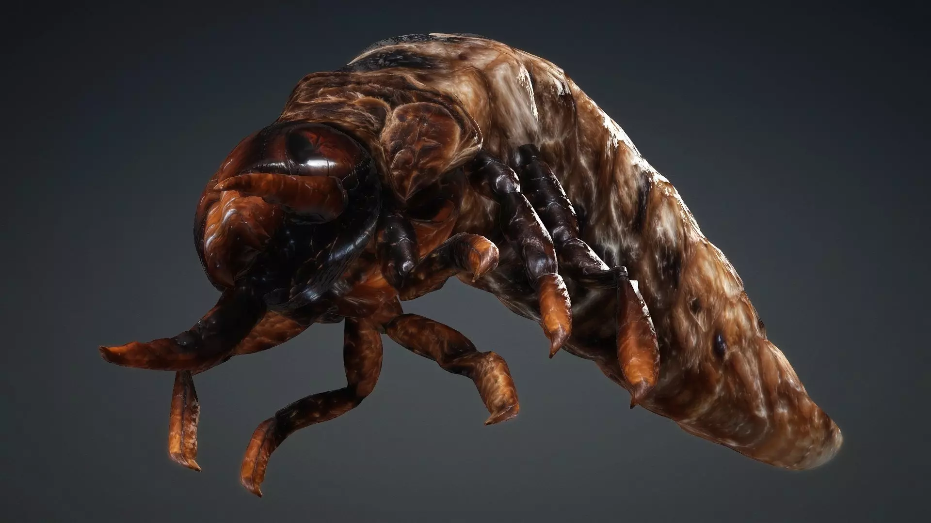 Larval-V1c 3D model_6