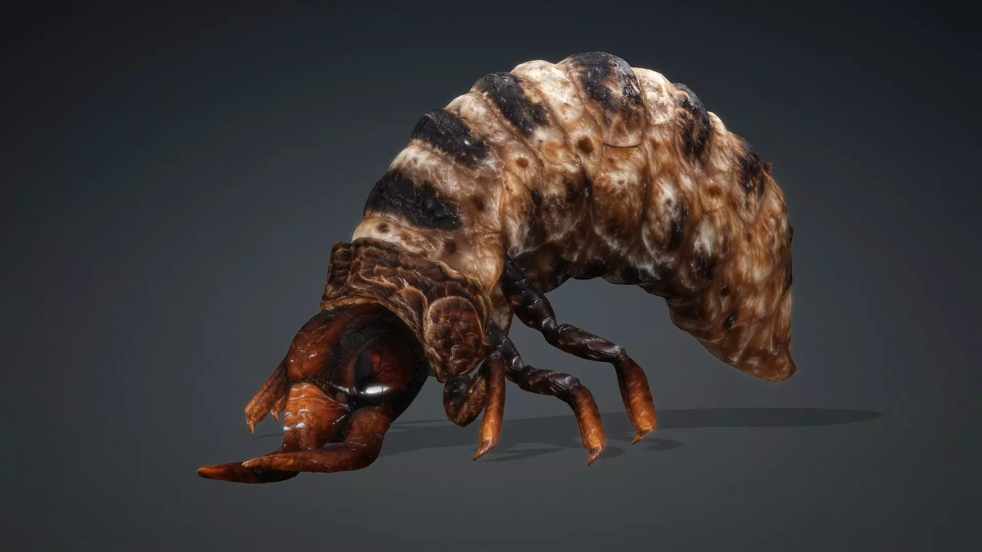 Larval-V1c 3D model_16