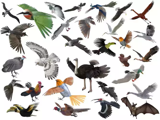 Birds 3d model collection 