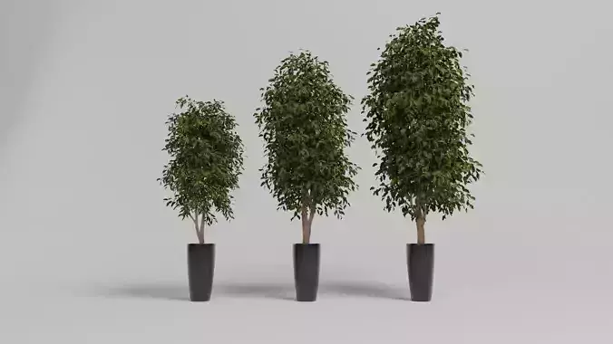 3D Potted Tree set