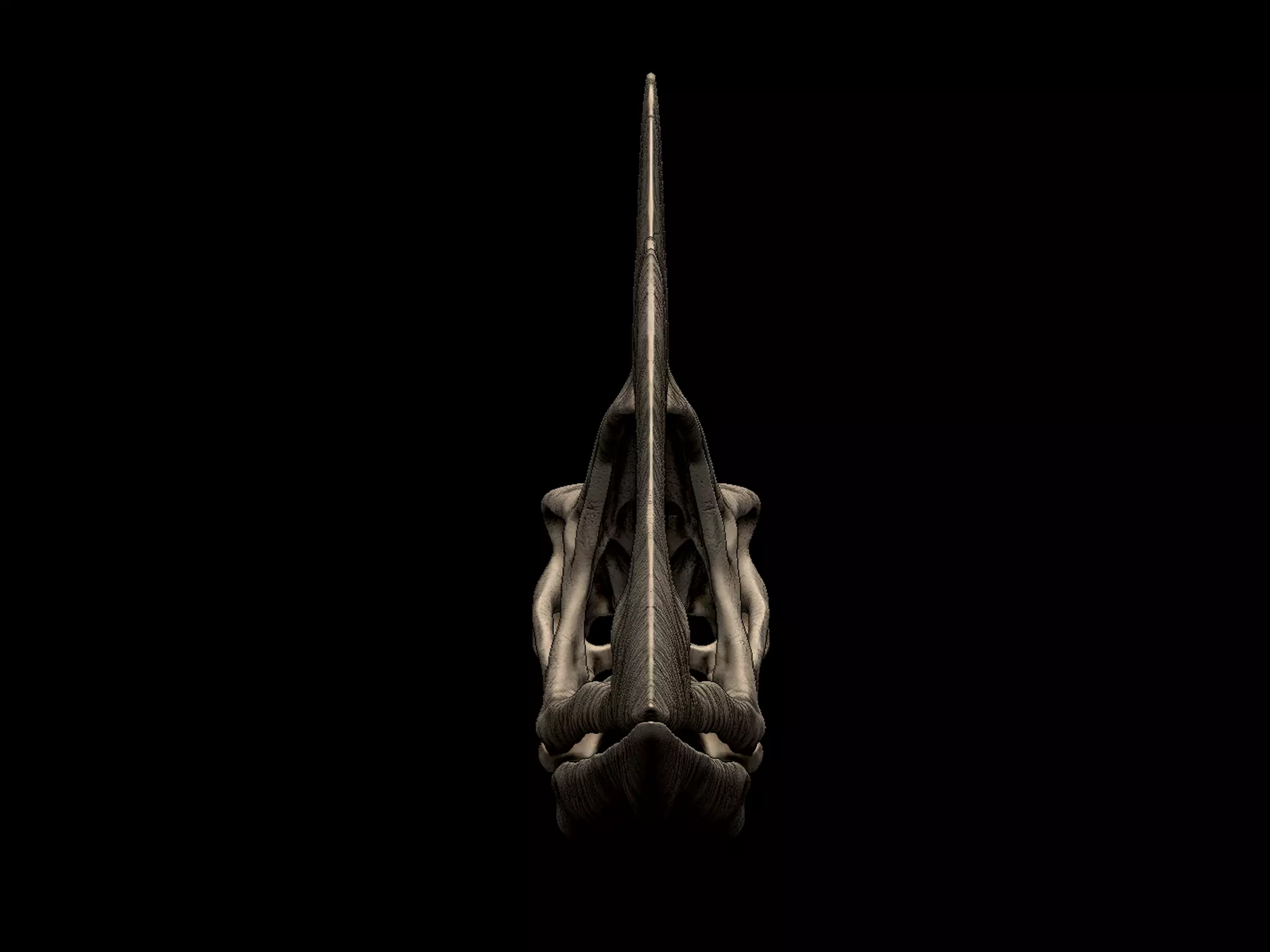 Tupuxuara Skull 3D print model_2