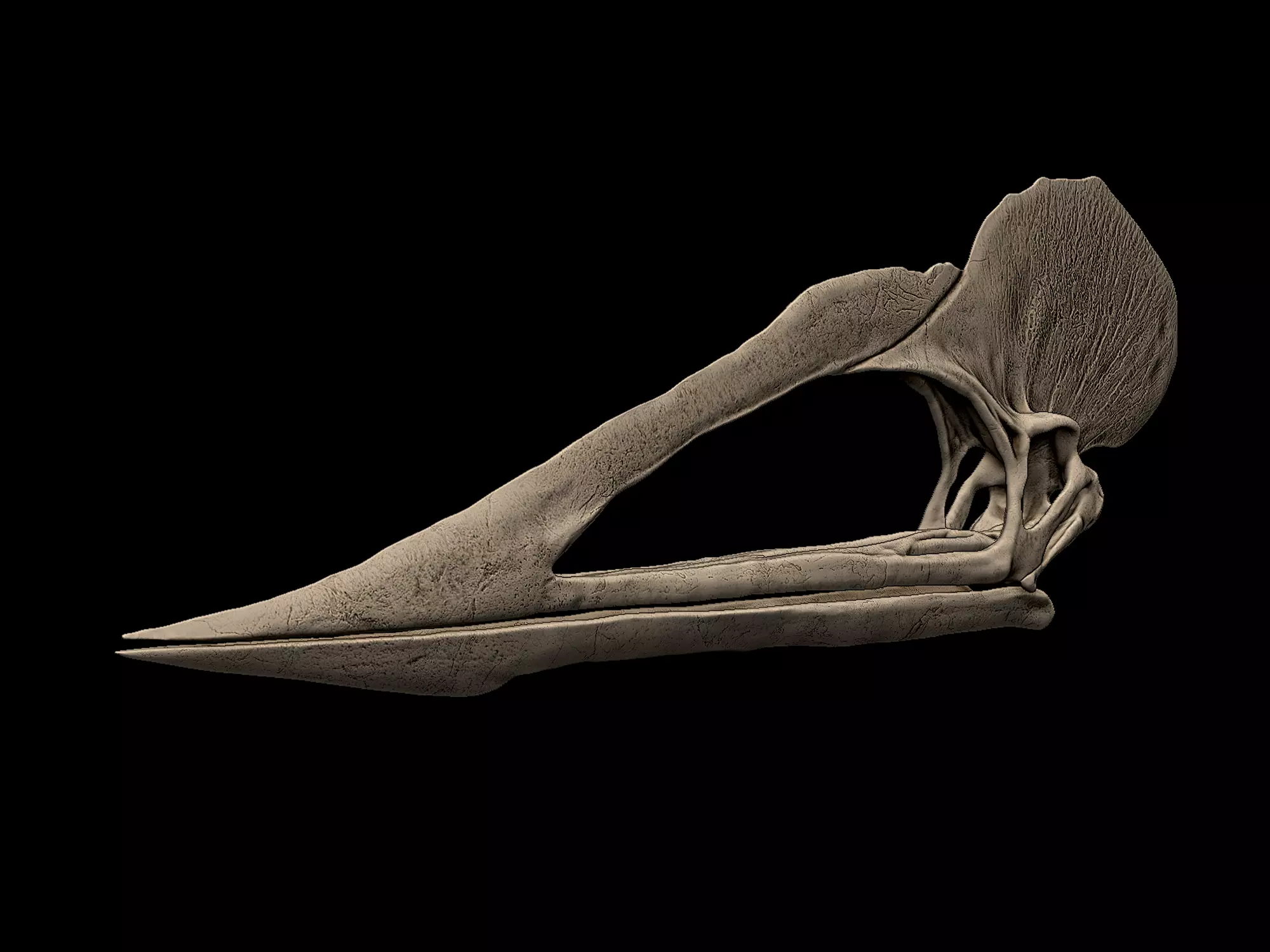 Tupuxuara Skull 3D print model_1