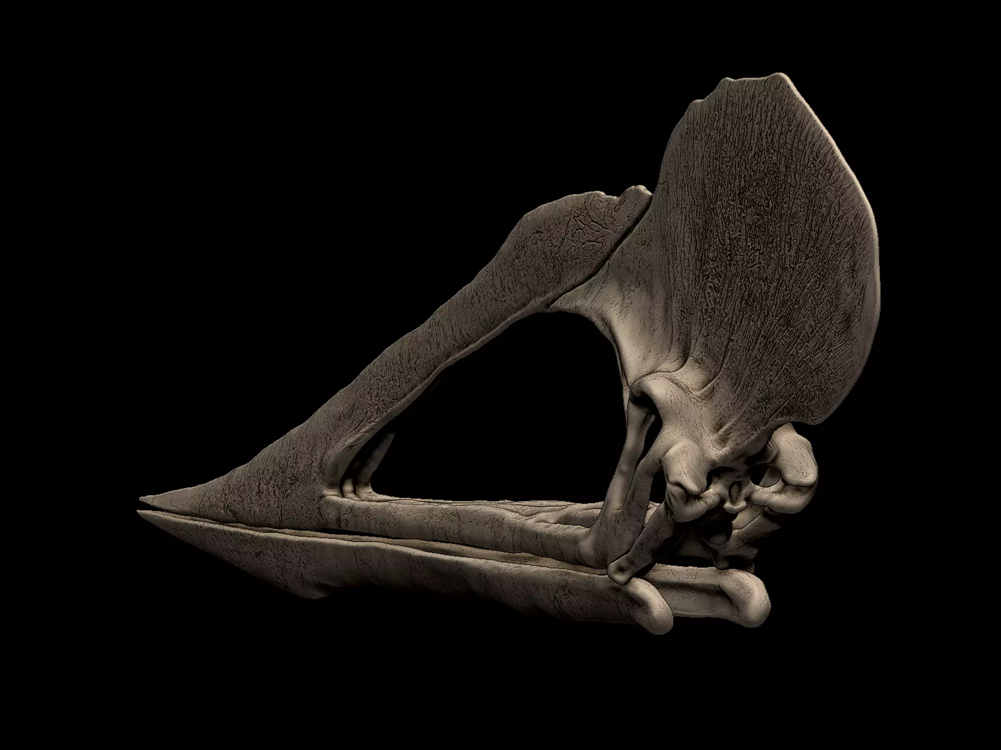 Tupuxuara Skull 3D print model_3