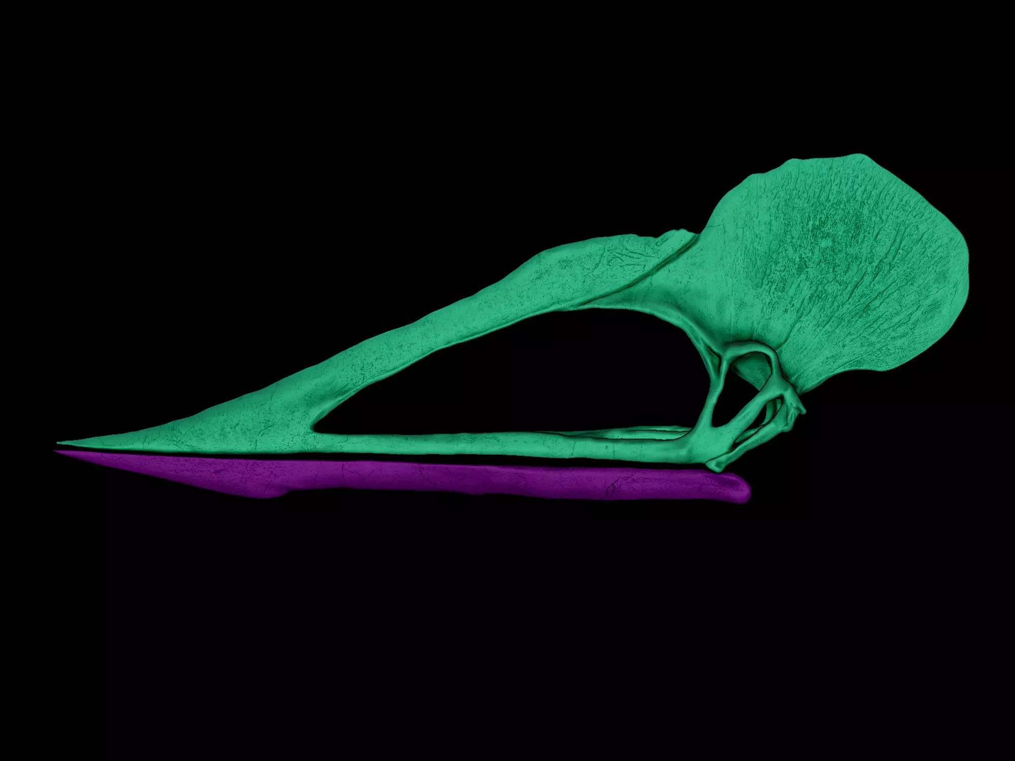 Tupuxuara Skull 3D print model_6