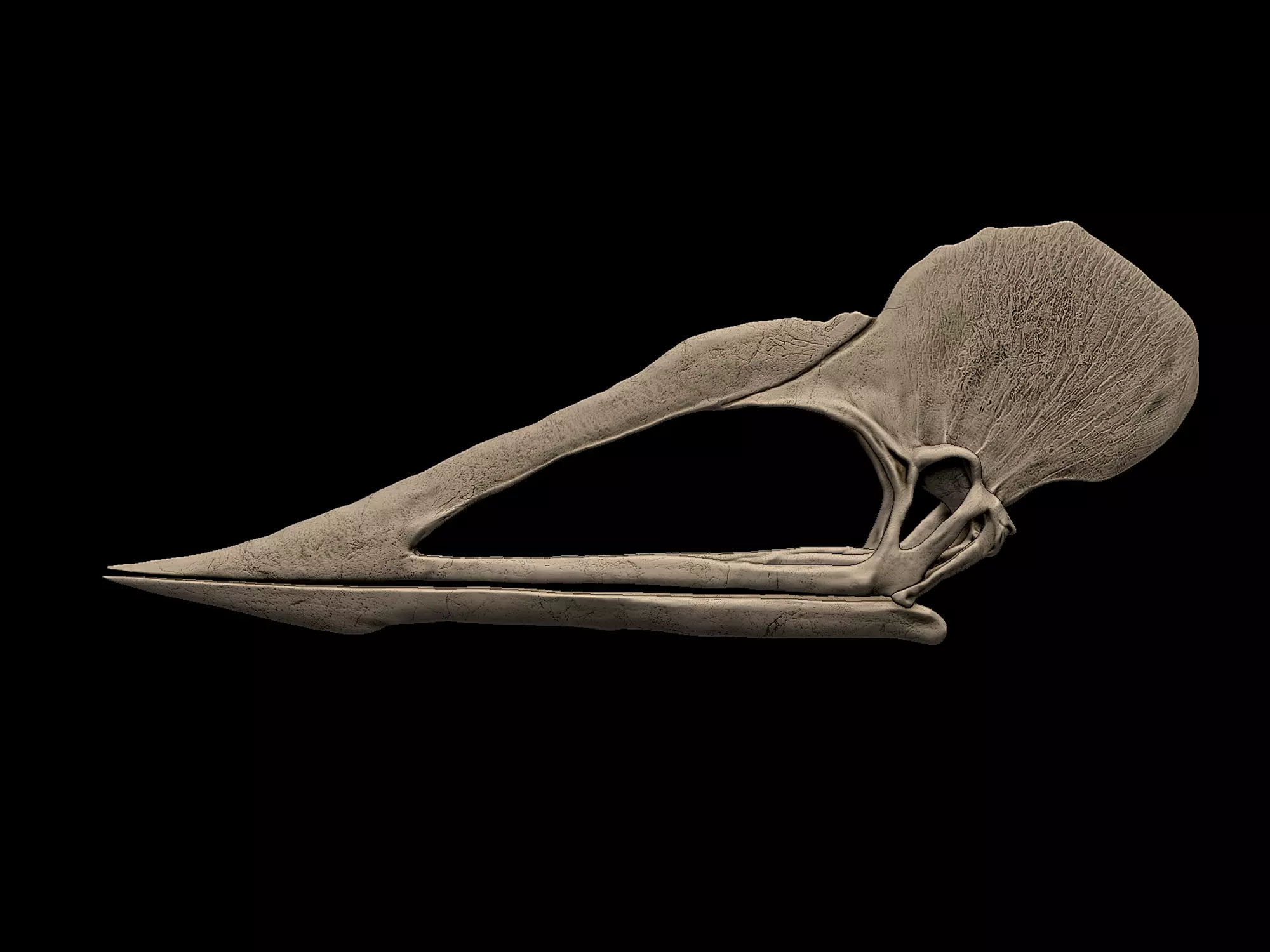 Tupuxuara Skull 3D print model_0