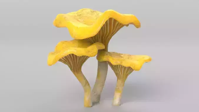 Chanterelle Mushrooms
