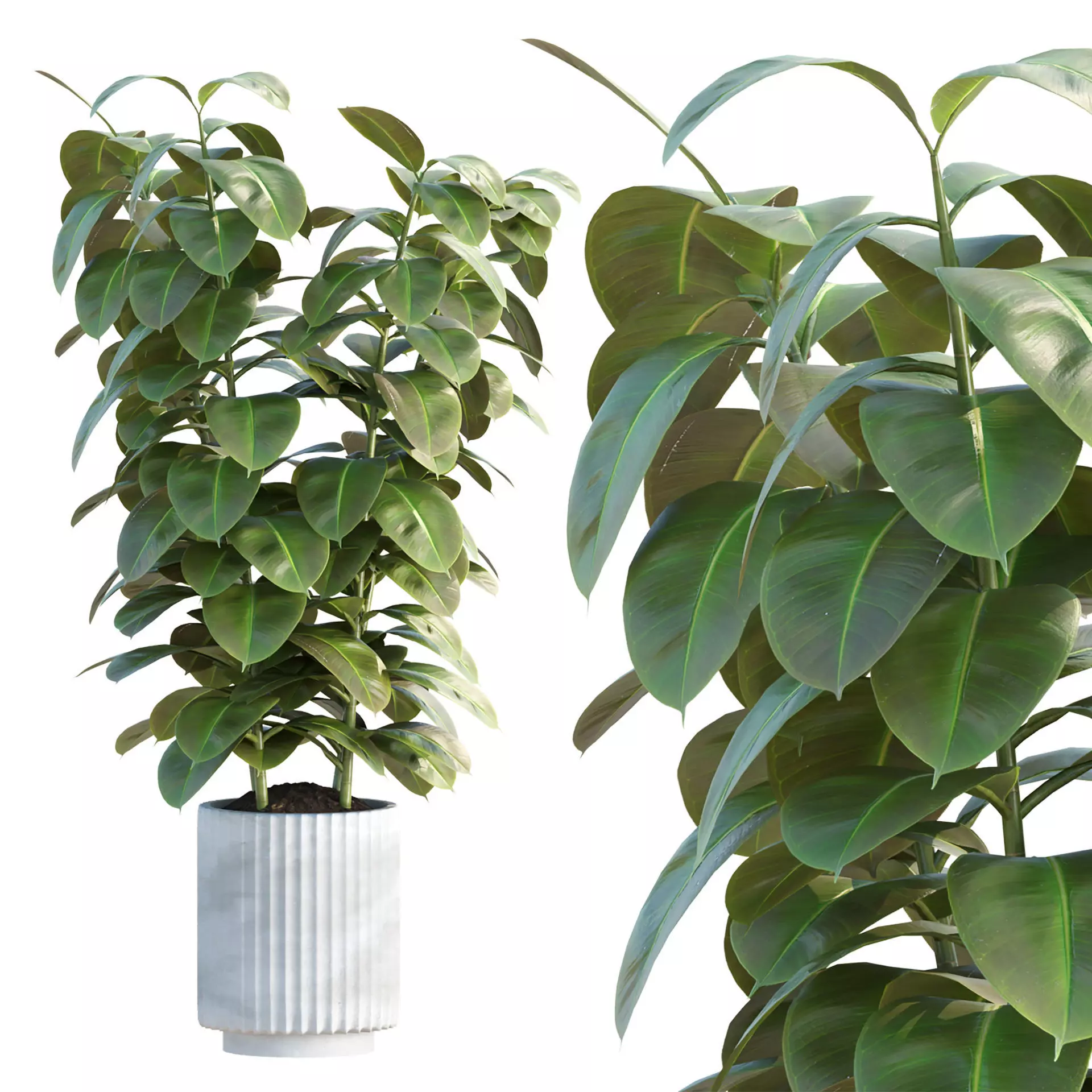 Ficus Elastica Vol 299 3D model
