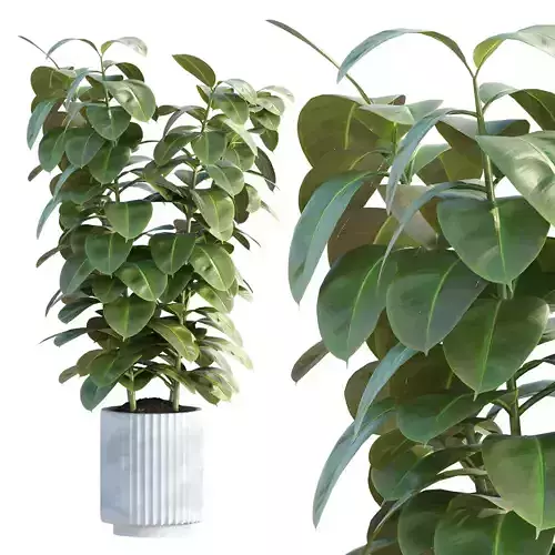 Ficus Elastica Vol 299
