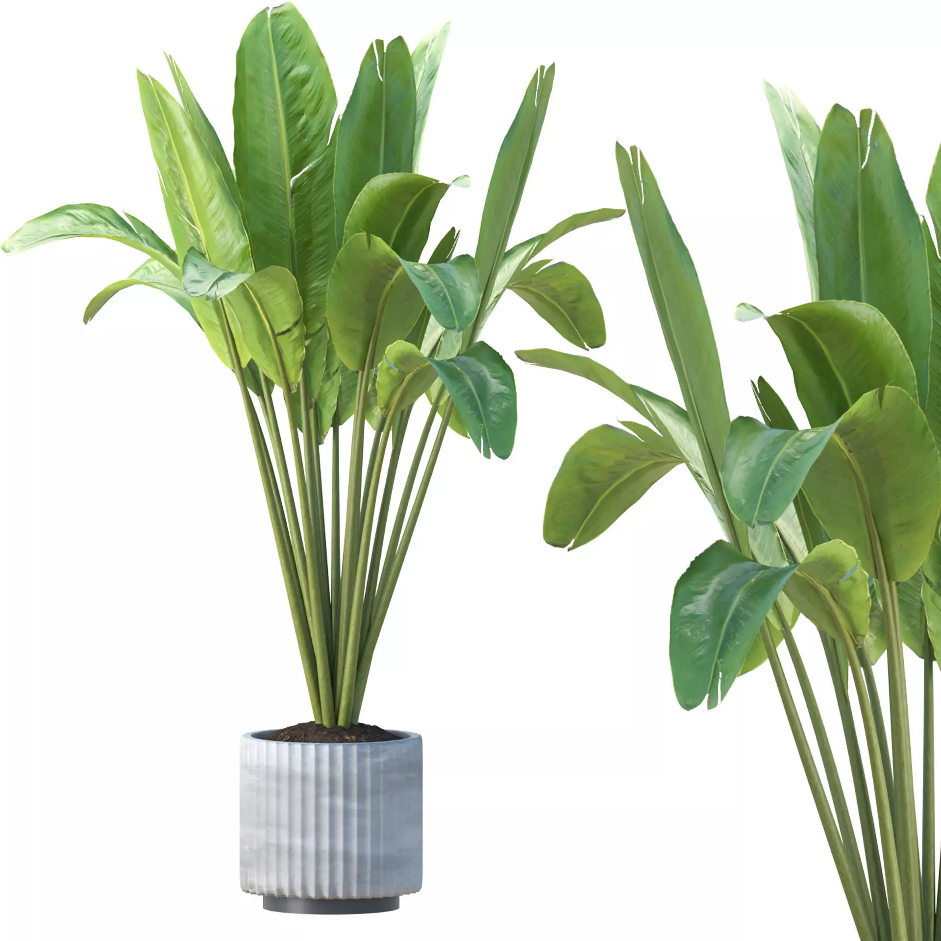 Banana Plant Vol 300 3D model