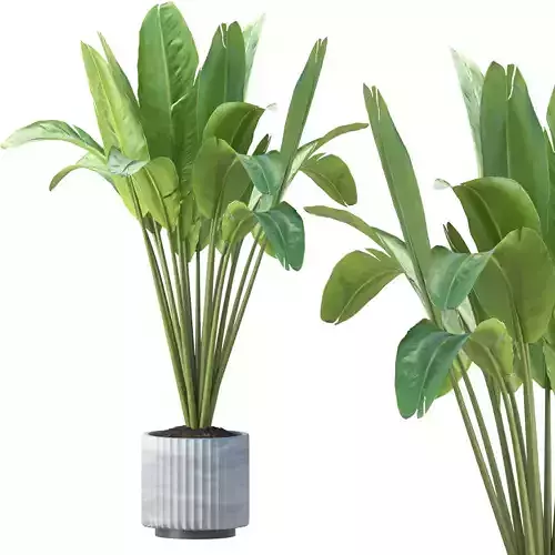 Banana Plant Vol 300
