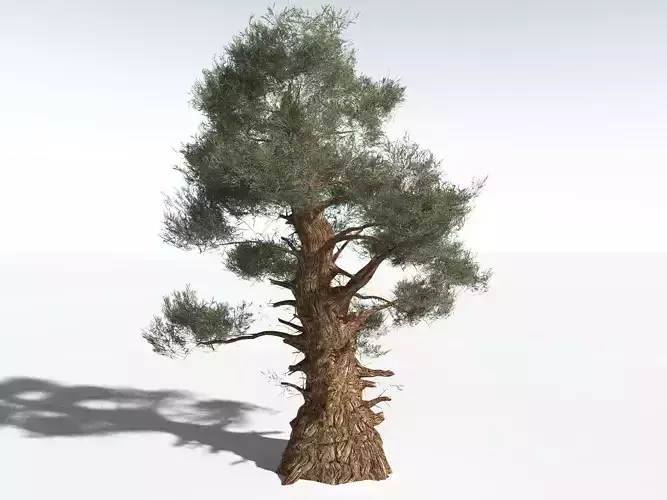 EVERYPlant Great Basin Bristlecone Pine LowPoly -16 Models- Low-poly 3D model