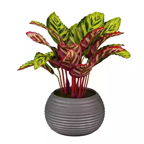 Collection plant vol 637 - Calathea Makoyana 3D model