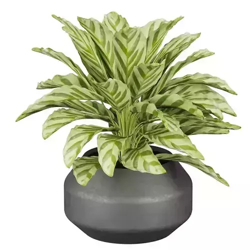 Collection plant vol 638 - Calathea Freddie 3D model