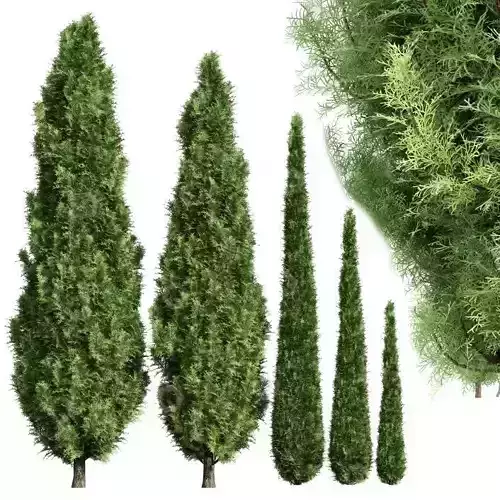 Low Poly Conifer Trees 5 Variants