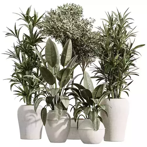 AV Indoor Plants Set 352 Ficus Lemon Olive