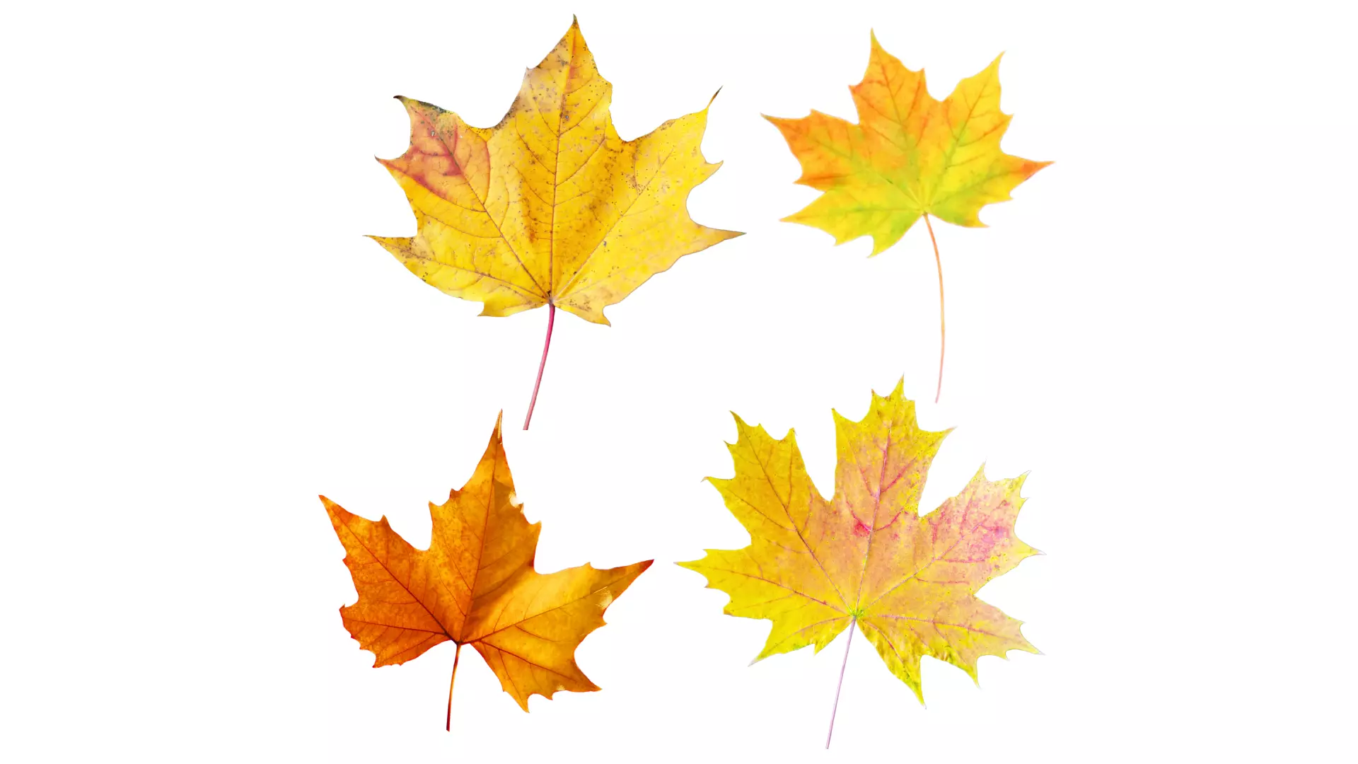 Fall Leaves  Low-poly 3D model_1