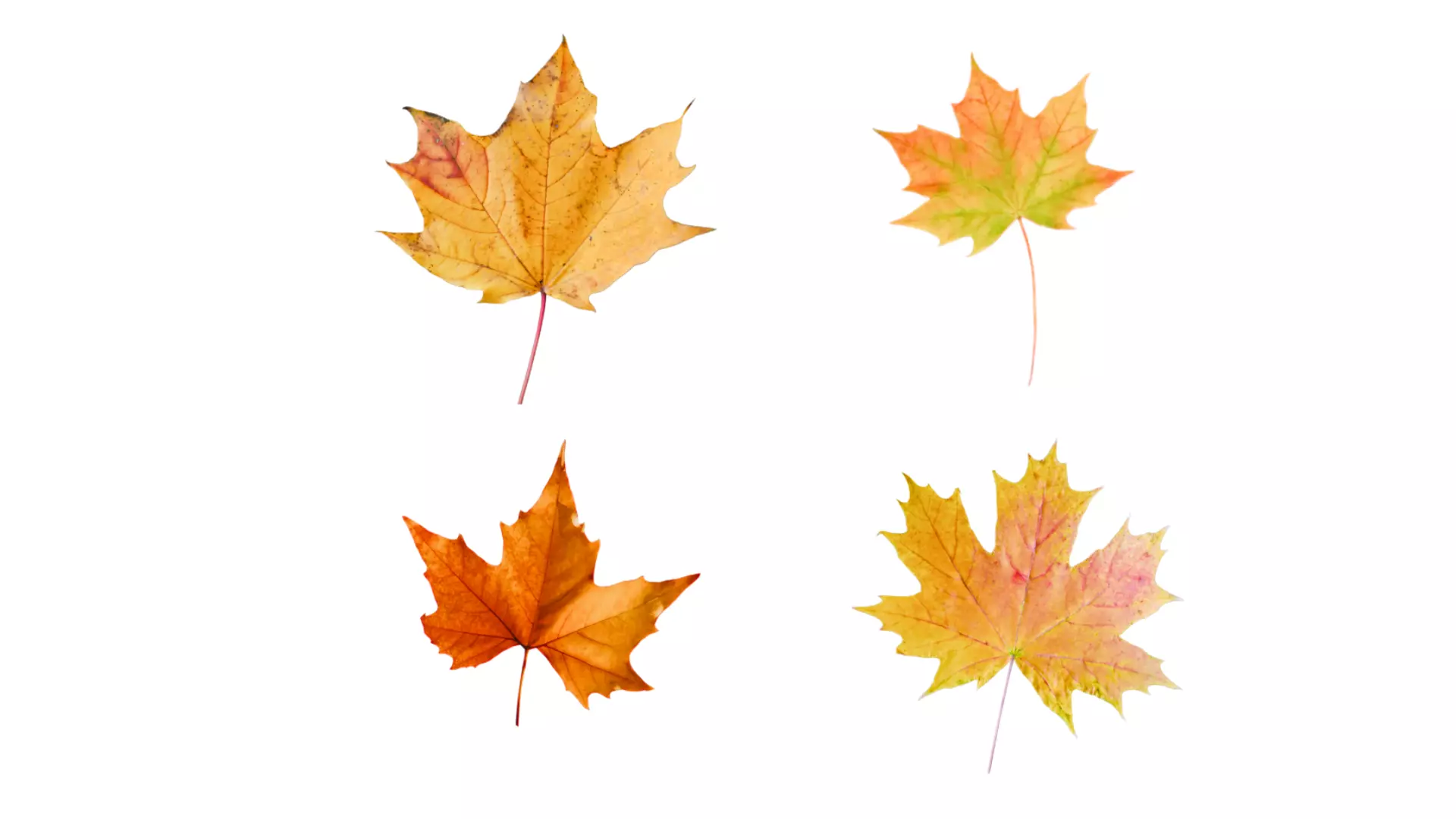 Fall Leaves  Low-poly 3D model_2