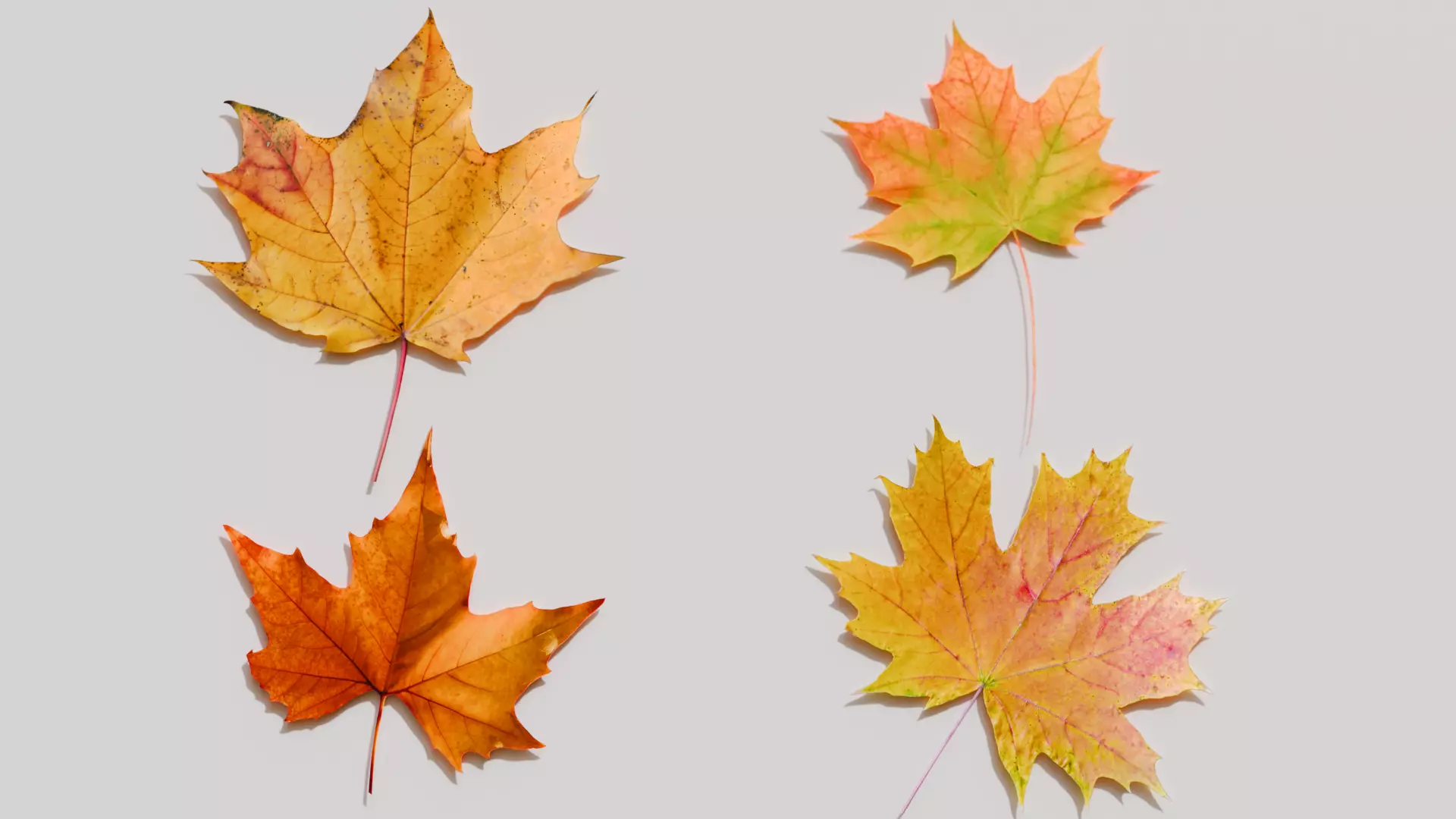 Fall Leaves  Low-poly 3D model_3
