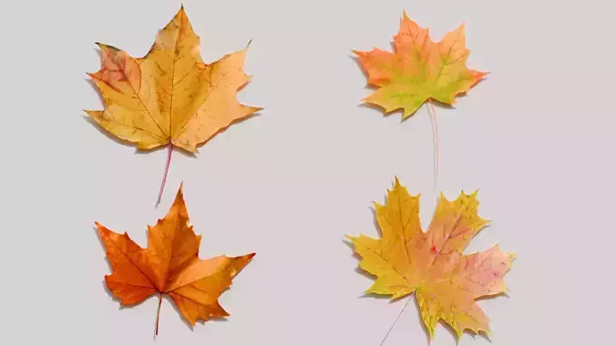Fall Leaves  Low-poly 3D model