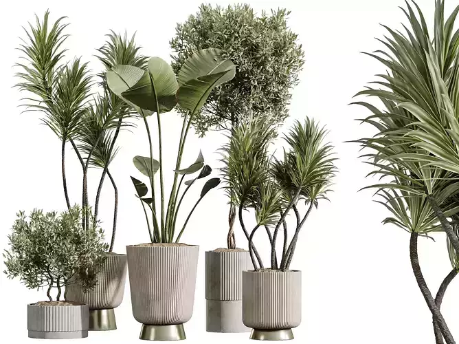 AV Indoor Plants Set 353 Yucca olive Banana