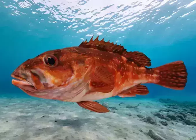 Rockfish Animated
