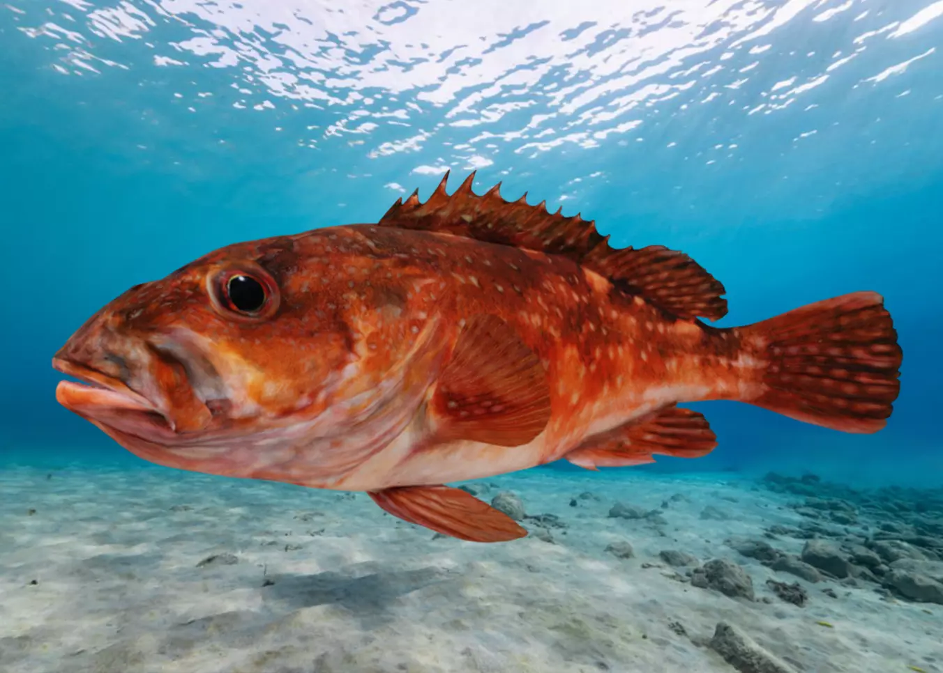 Rockfish Animated 3D model