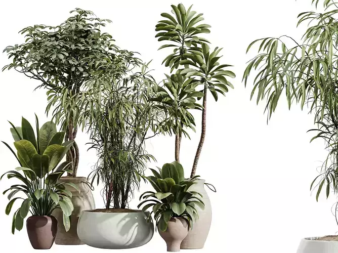 AV Indoor Plants Set 354 Ficus Euphorbia Schefflera