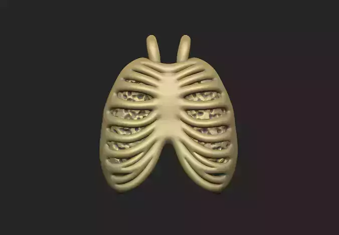 ribcage lung skeleton bone costal anatomy design