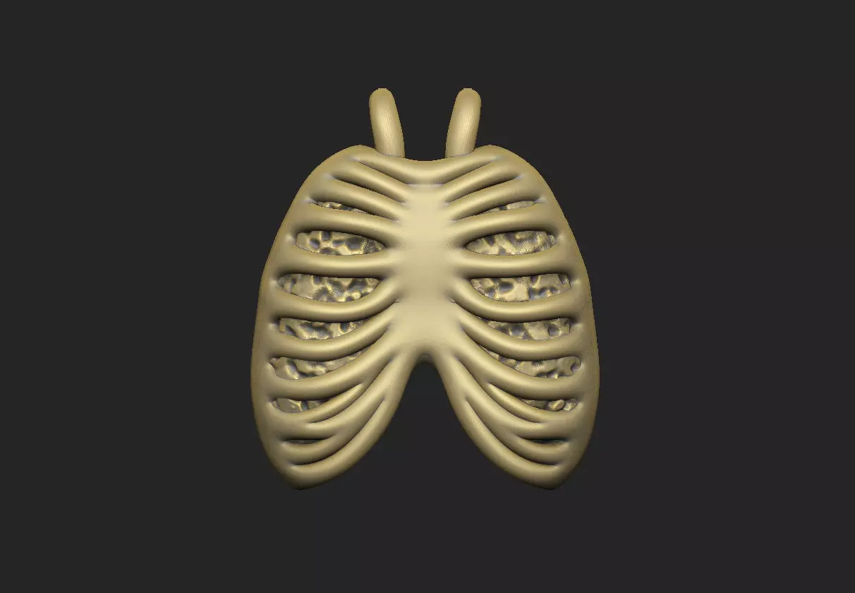 ribcage lung skeleton bone costal anatomy design 3D print model