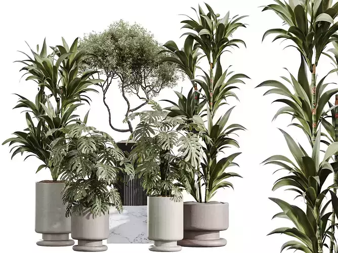 AV Indoor Plants Set 355 Dracaena Lime  Monstera olive