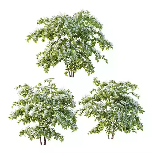 Philadelphia Bush 01