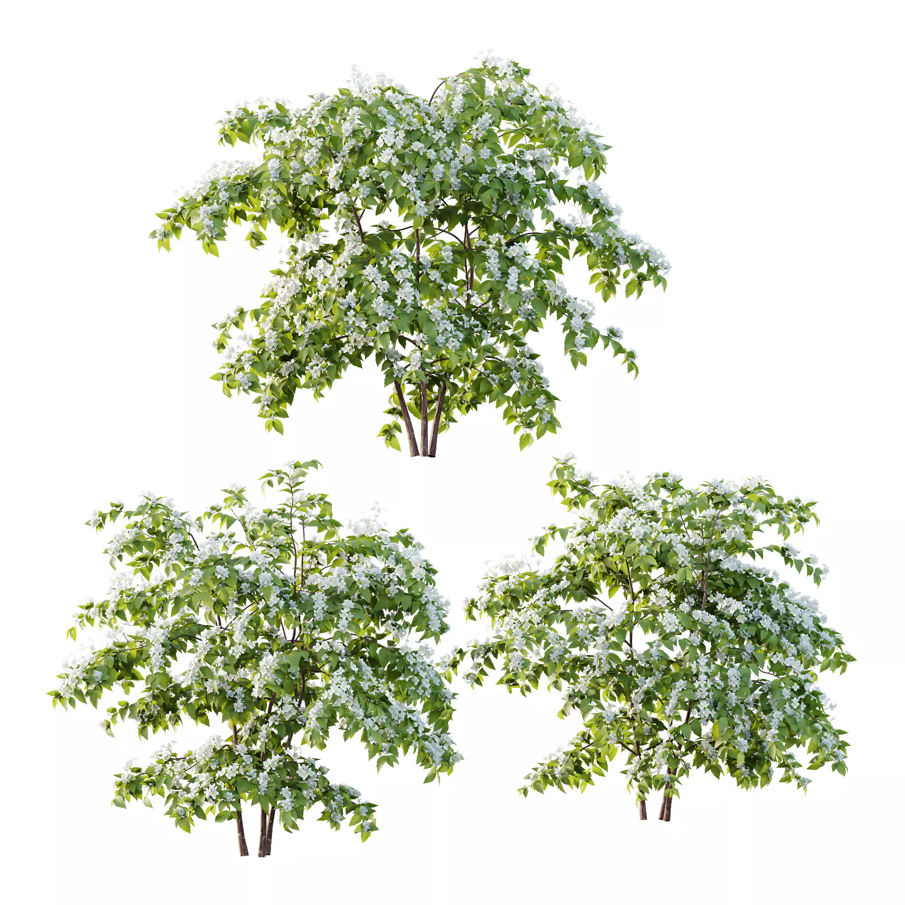 Philadelphia Bush 01 3D model_0