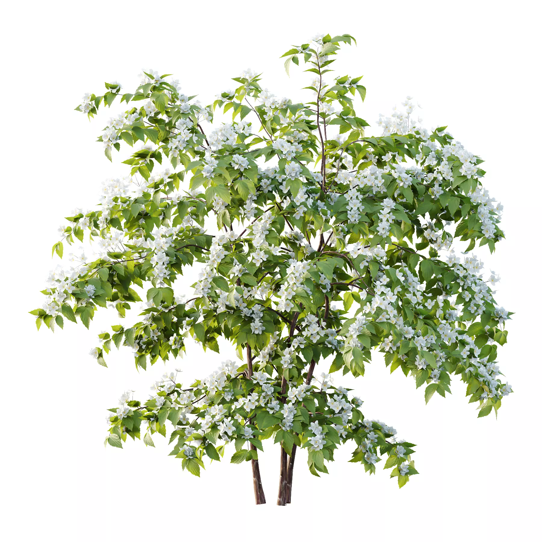 Philadelphia Bush 01 3D model_1