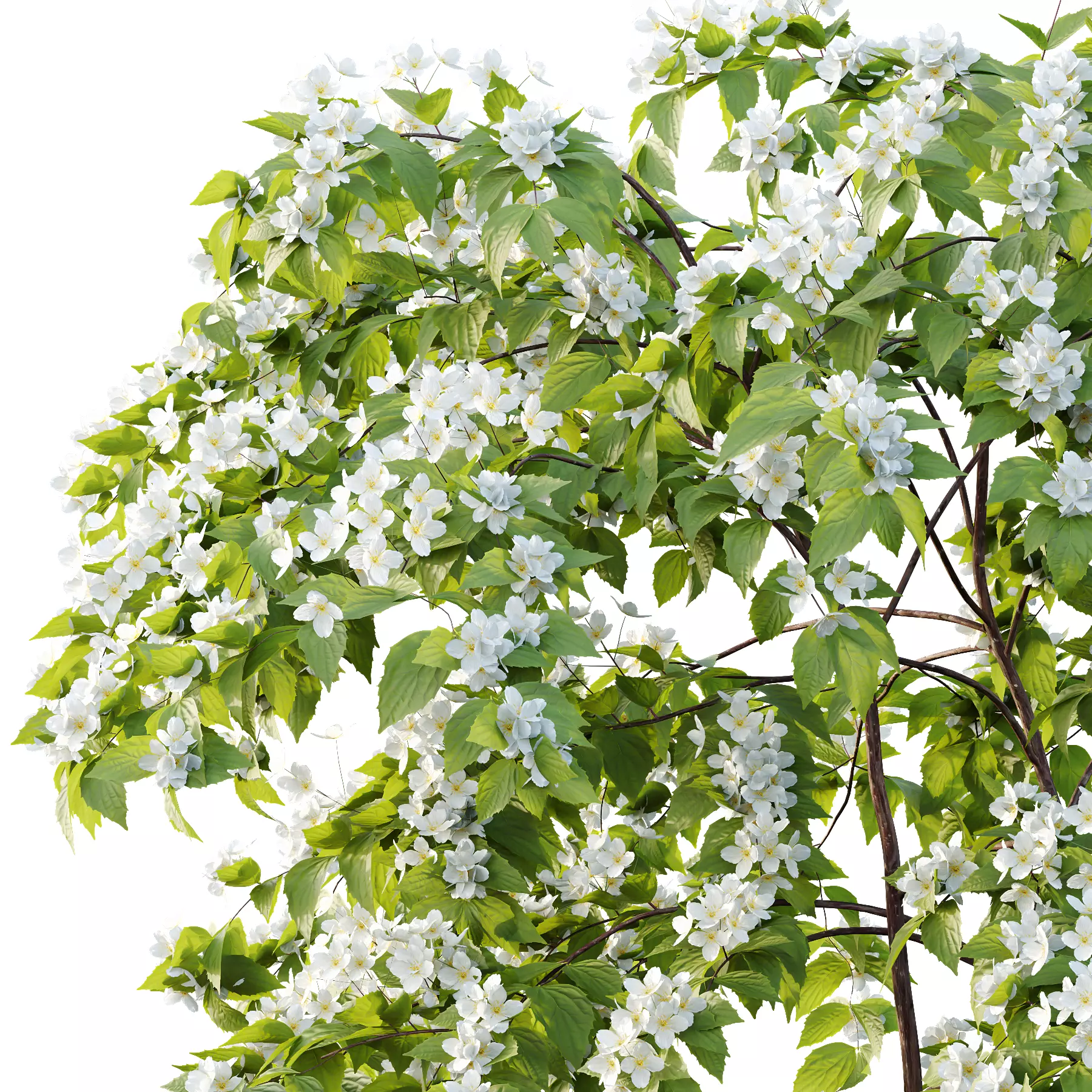 Philadelphia Bush 01 3D model_4