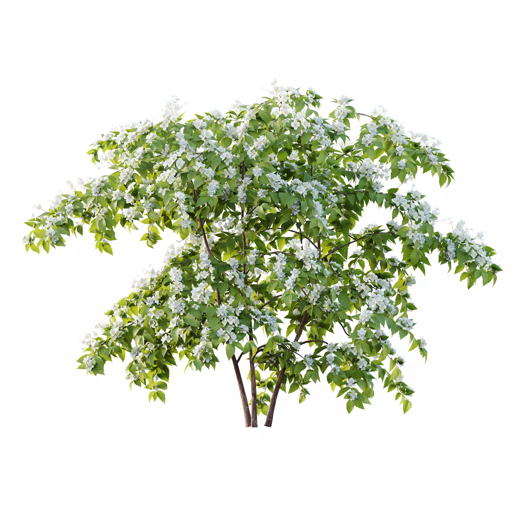 Philadelphia Bush 01 3D model_3