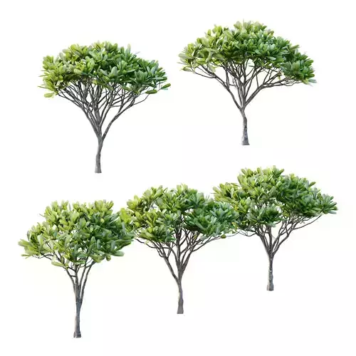 Plumeria Obtusa plant 03