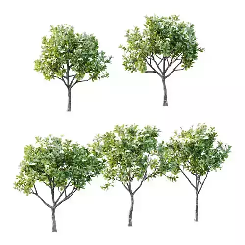 Plumeria Obtusa plant 04