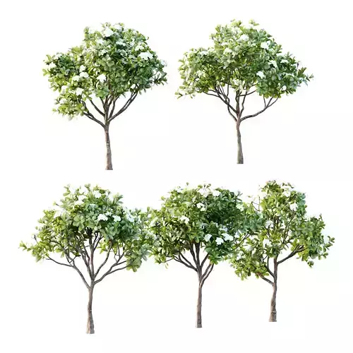 Plumeria Obtusa plant 05