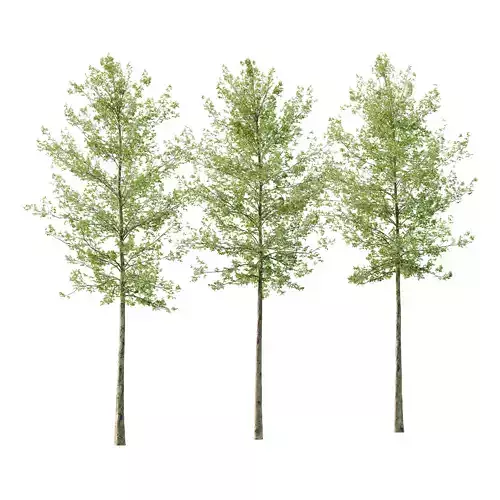 Sycamore Platanus Tree 06