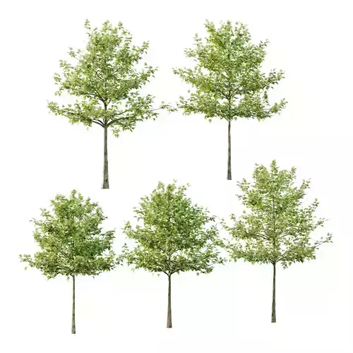 Sycamore Platanus Tree 07