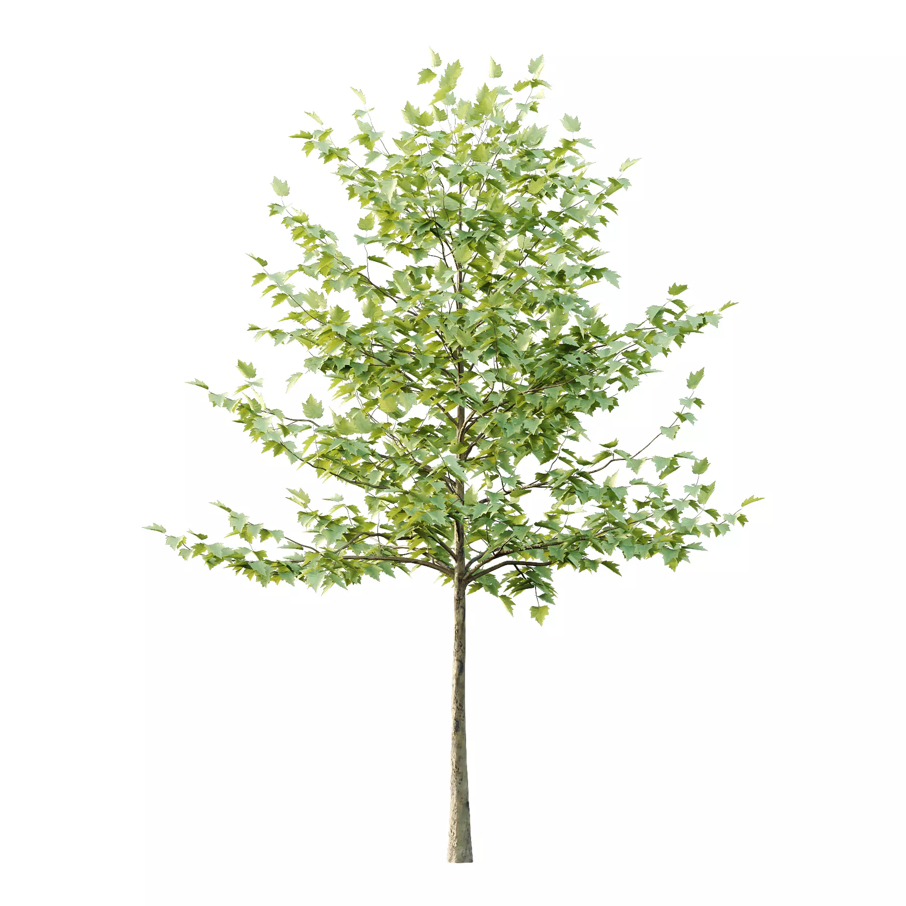 Sycamore Platanus Tree 08 Low-poly 3D model_1