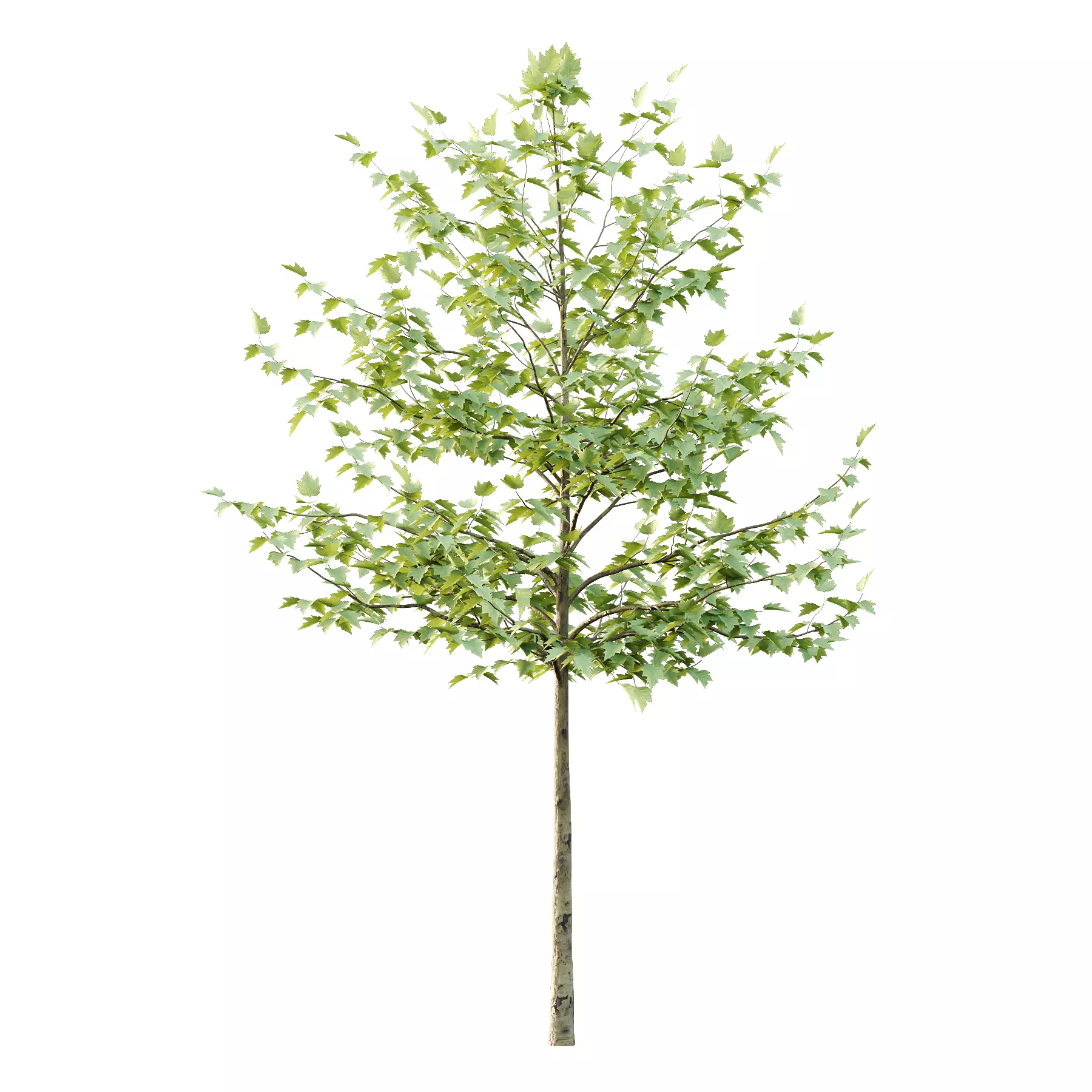 Sycamore Platanus Tree 08 Low-poly 3D model_2