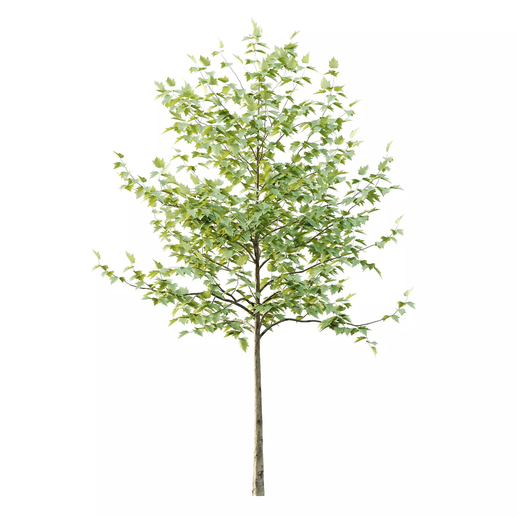 Sycamore Platanus Tree 08 Low-poly 3D model_4