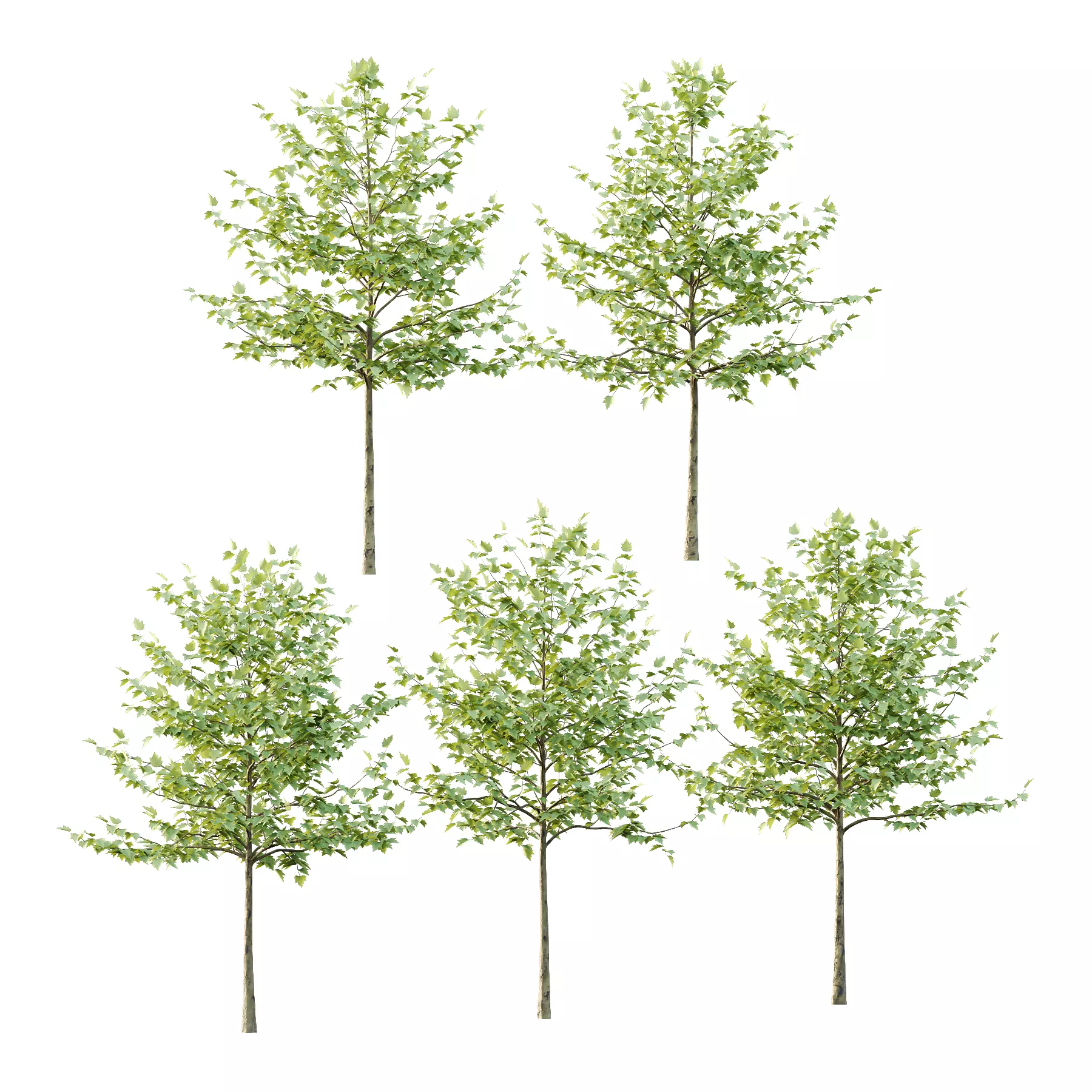 Sycamore Platanus Tree 08 Low-poly 3D model_0