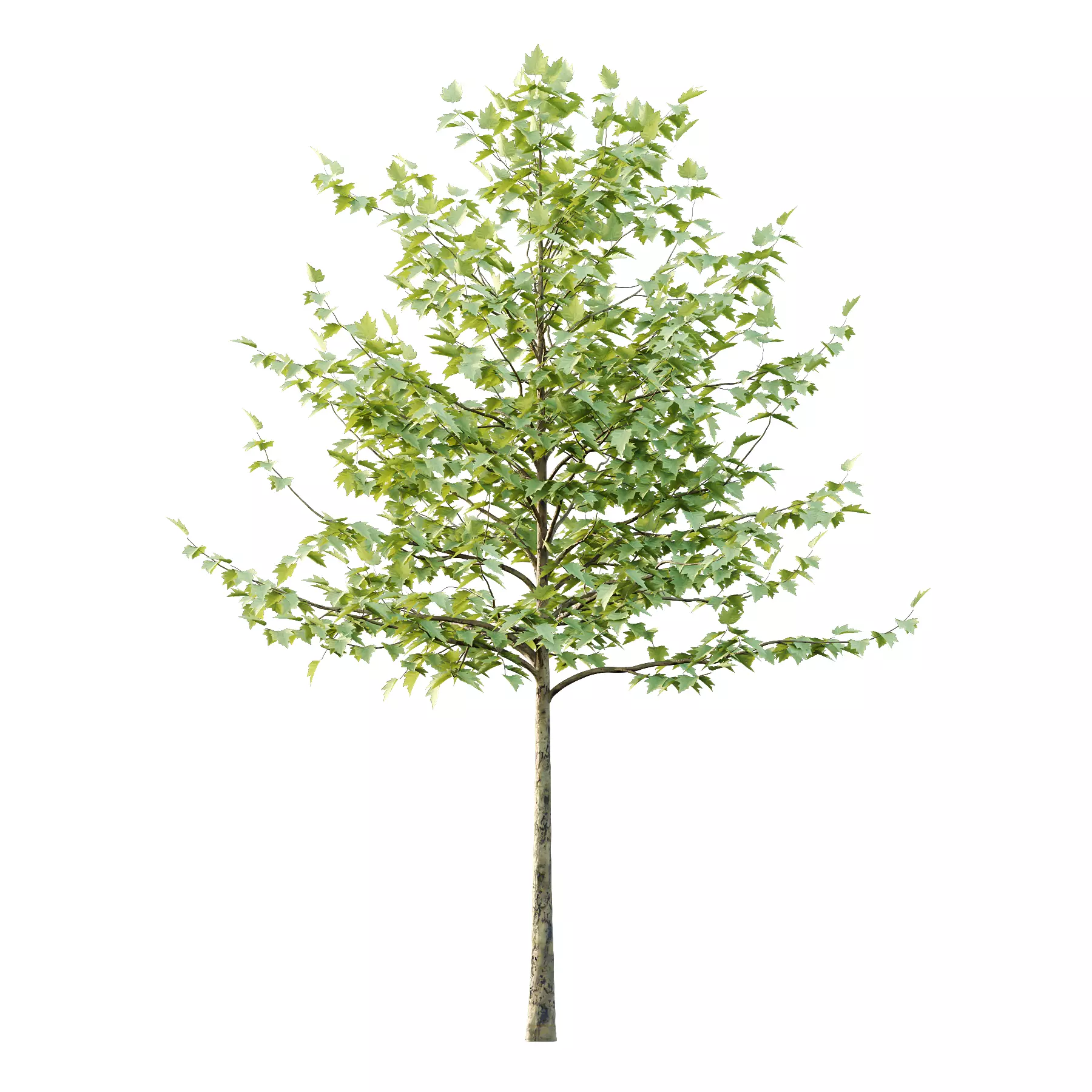 Sycamore Platanus Tree 08 Low-poly 3D model_5