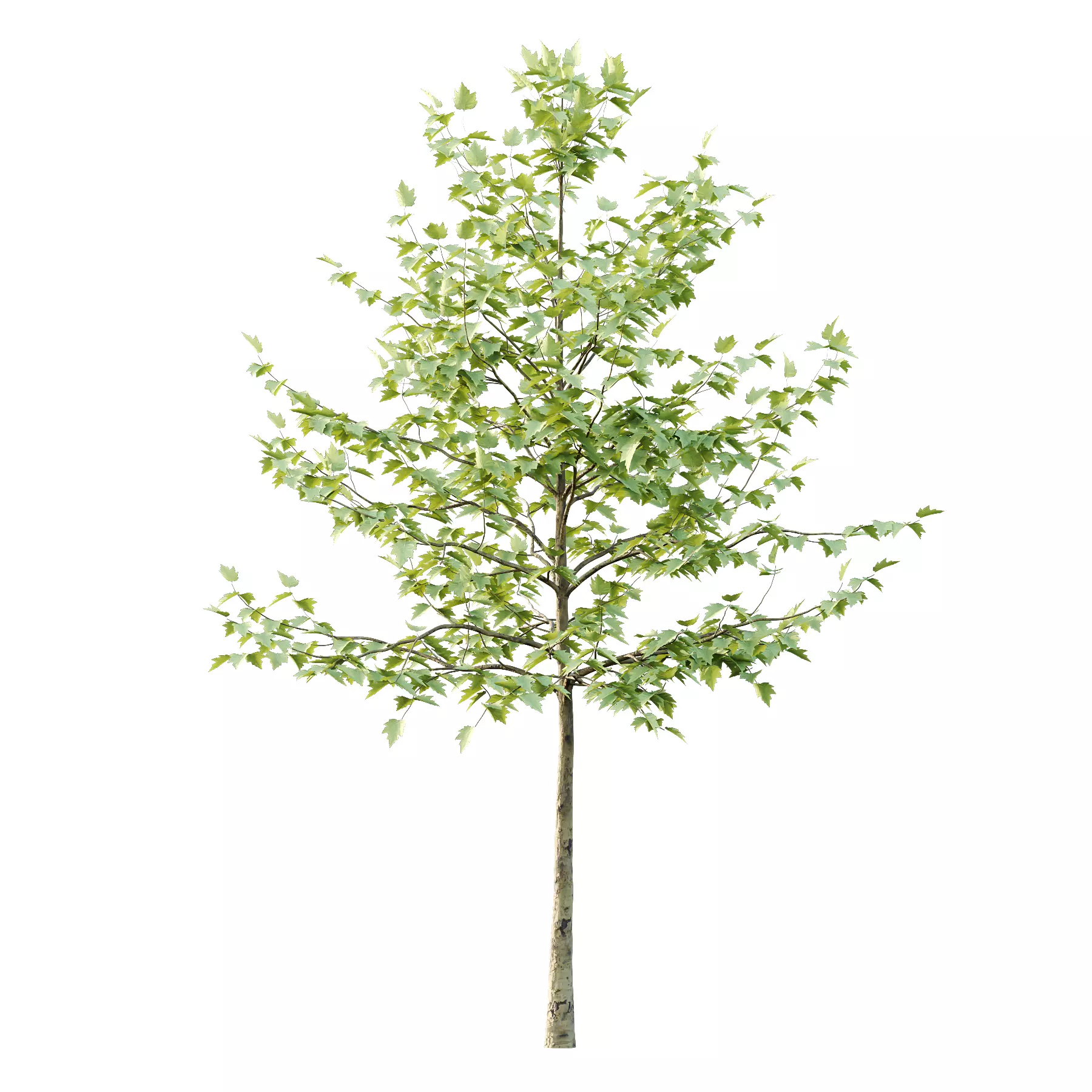Sycamore Platanus Tree 08 Low-poly 3D model_3