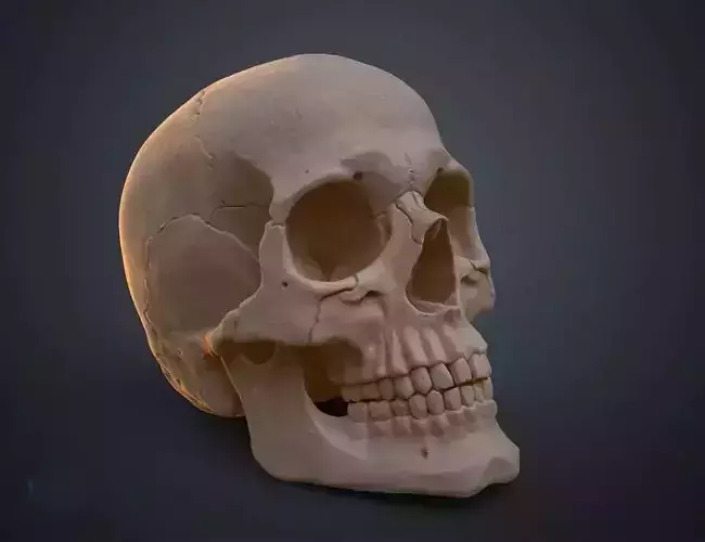 skull human